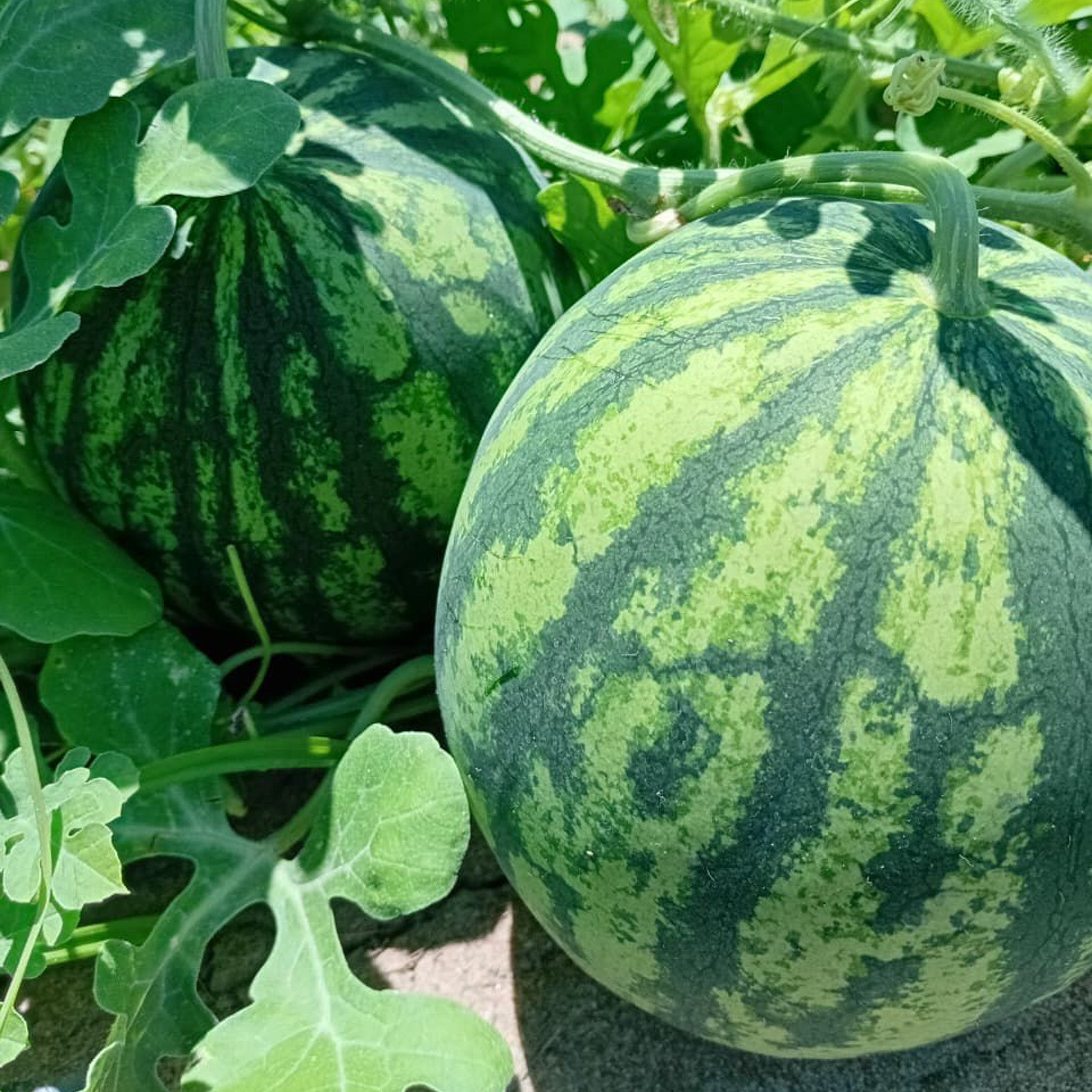 Patilla Baby (1 ud) peso aprox (1.5 k)