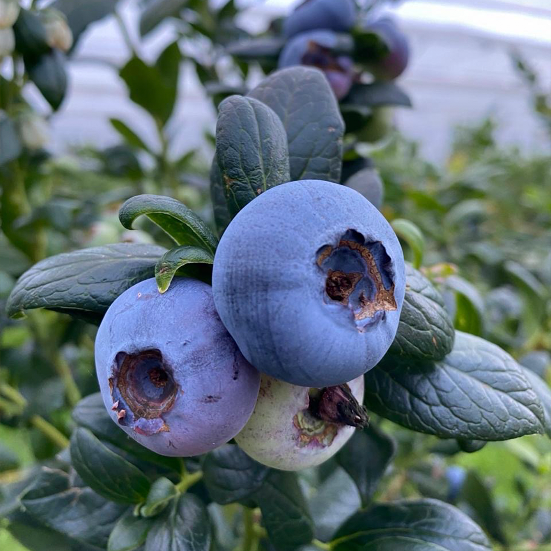 Arándanos Jumbo (250g) SABANA BLUES