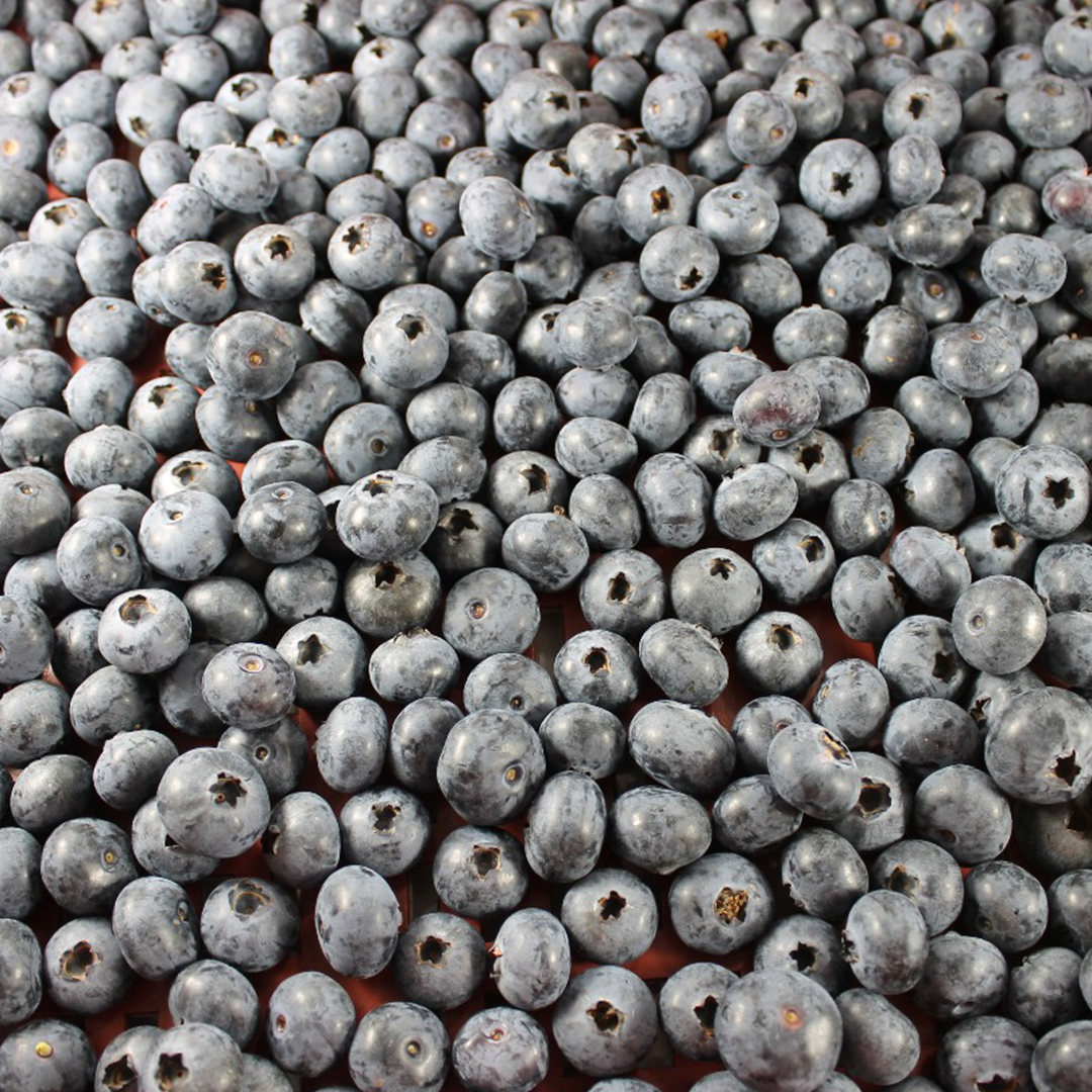 Arándanos Jumbo (250g) SABANA BLUES