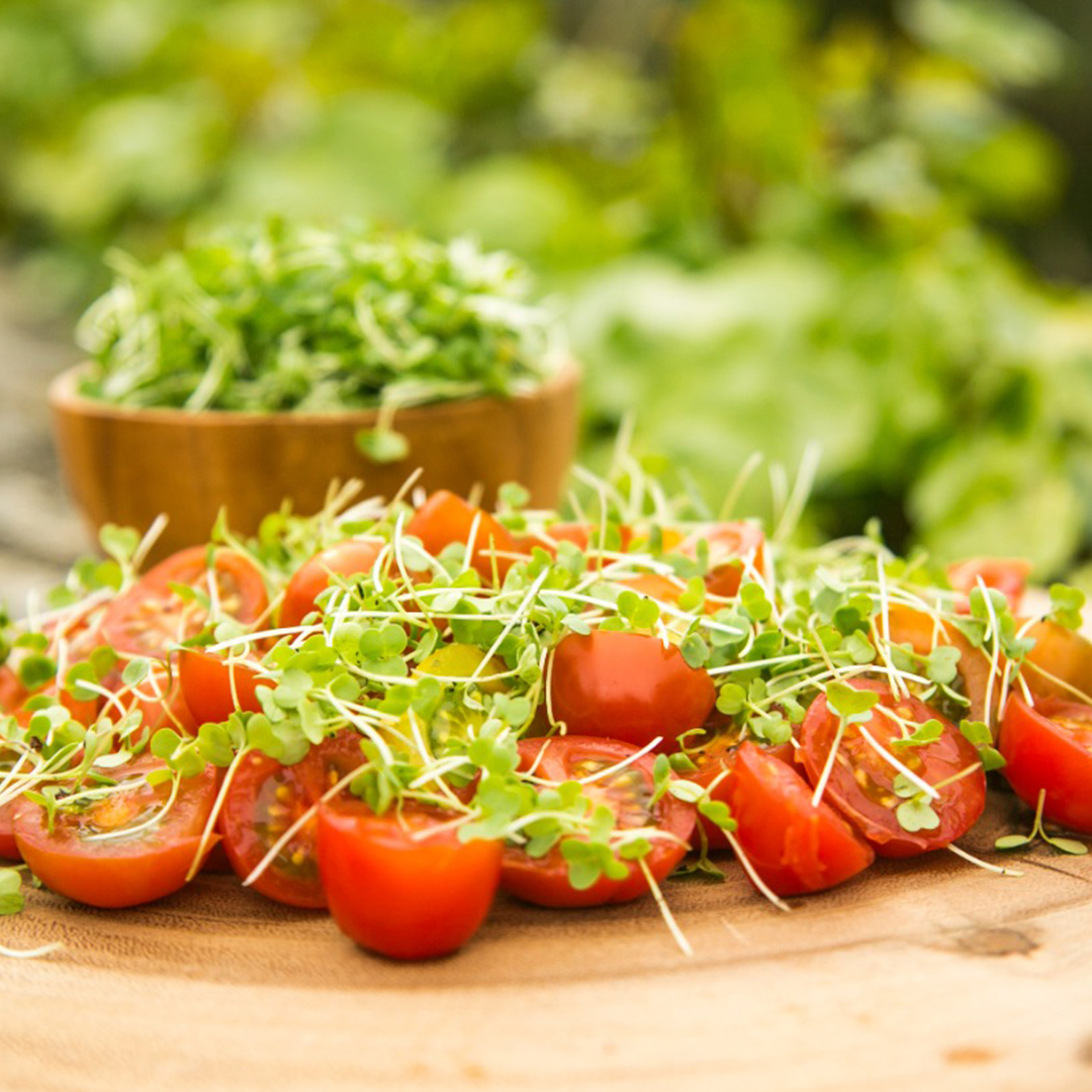 Brotes de Rúgula (30g)