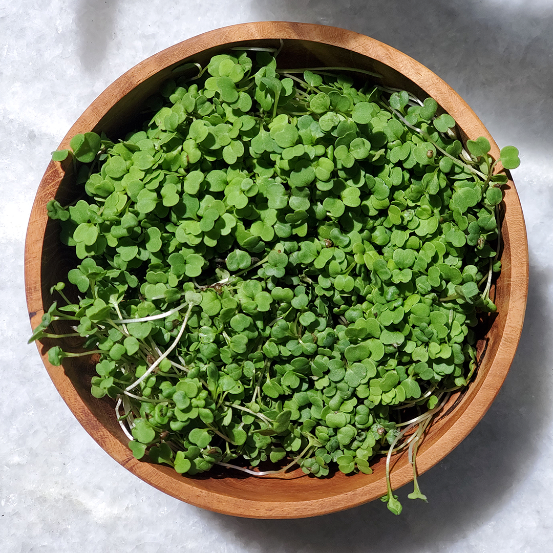 Brotes de Rúgula (30g)