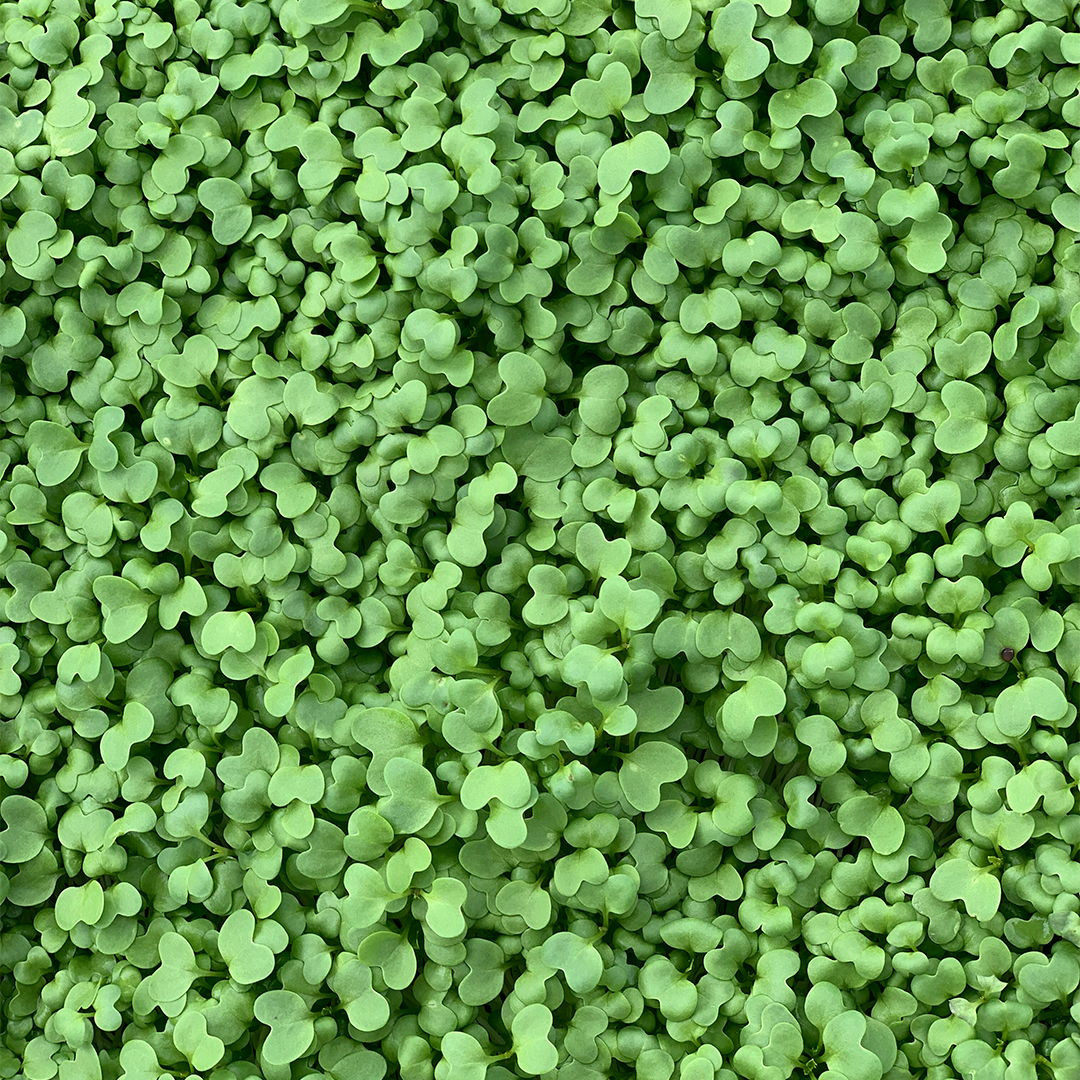Brotes de Rúgula (30g)