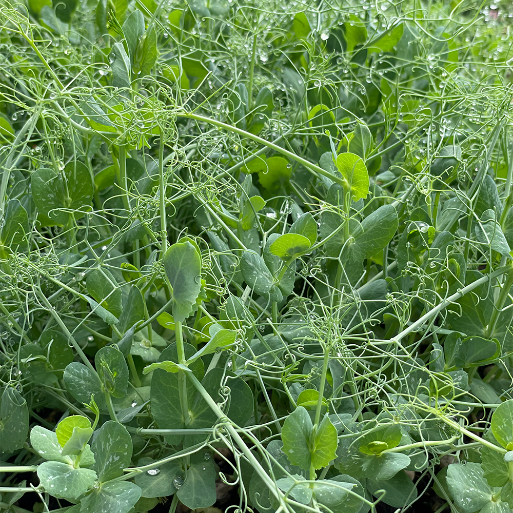 Brotes de Guisantes (30g)