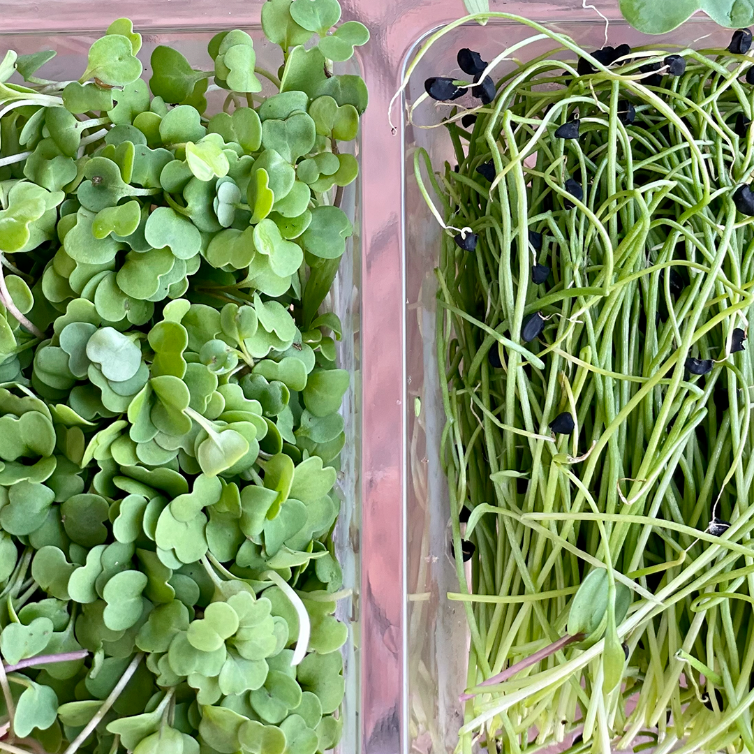 Brotes Mix Verde (30g)