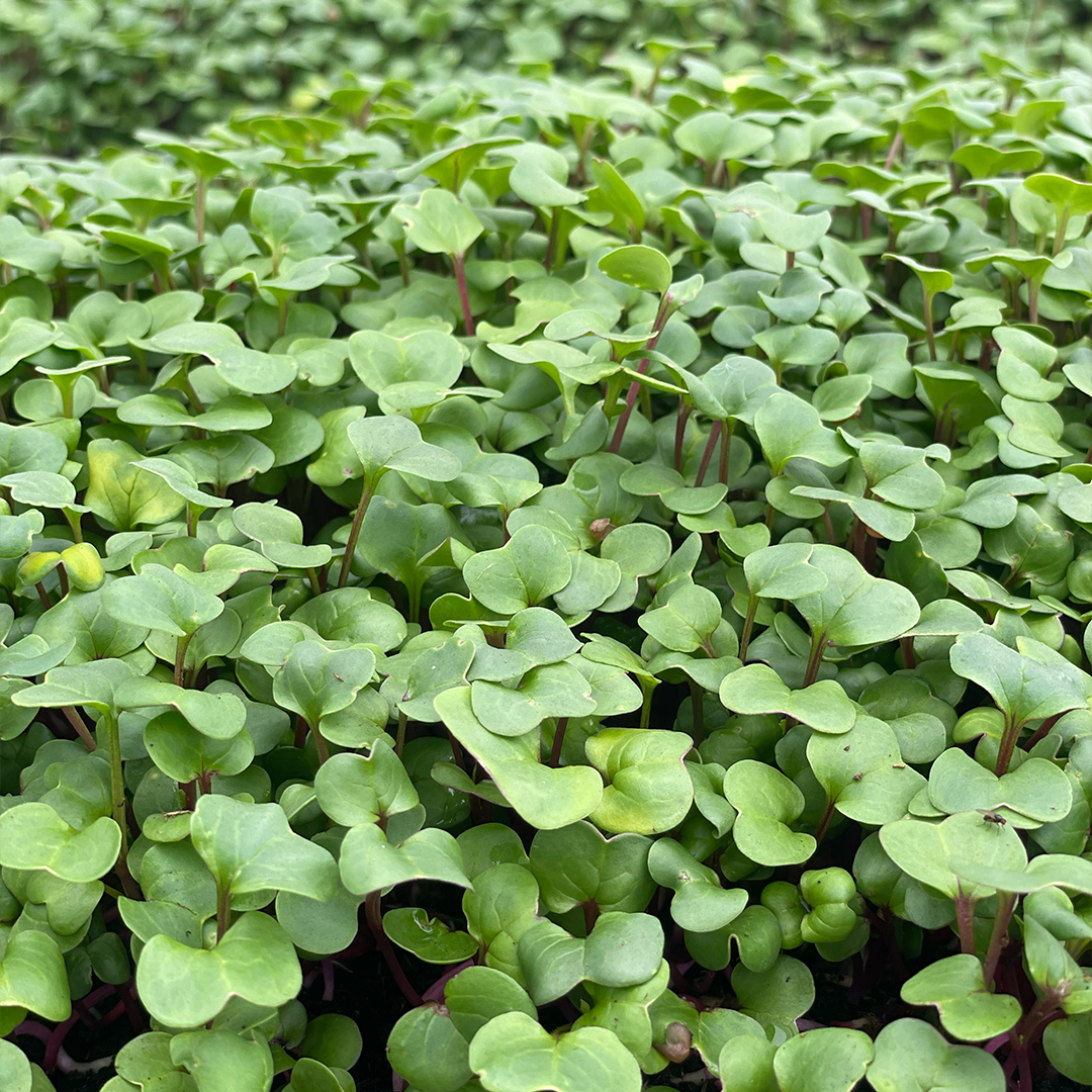 Brotes de Rábano (30g)