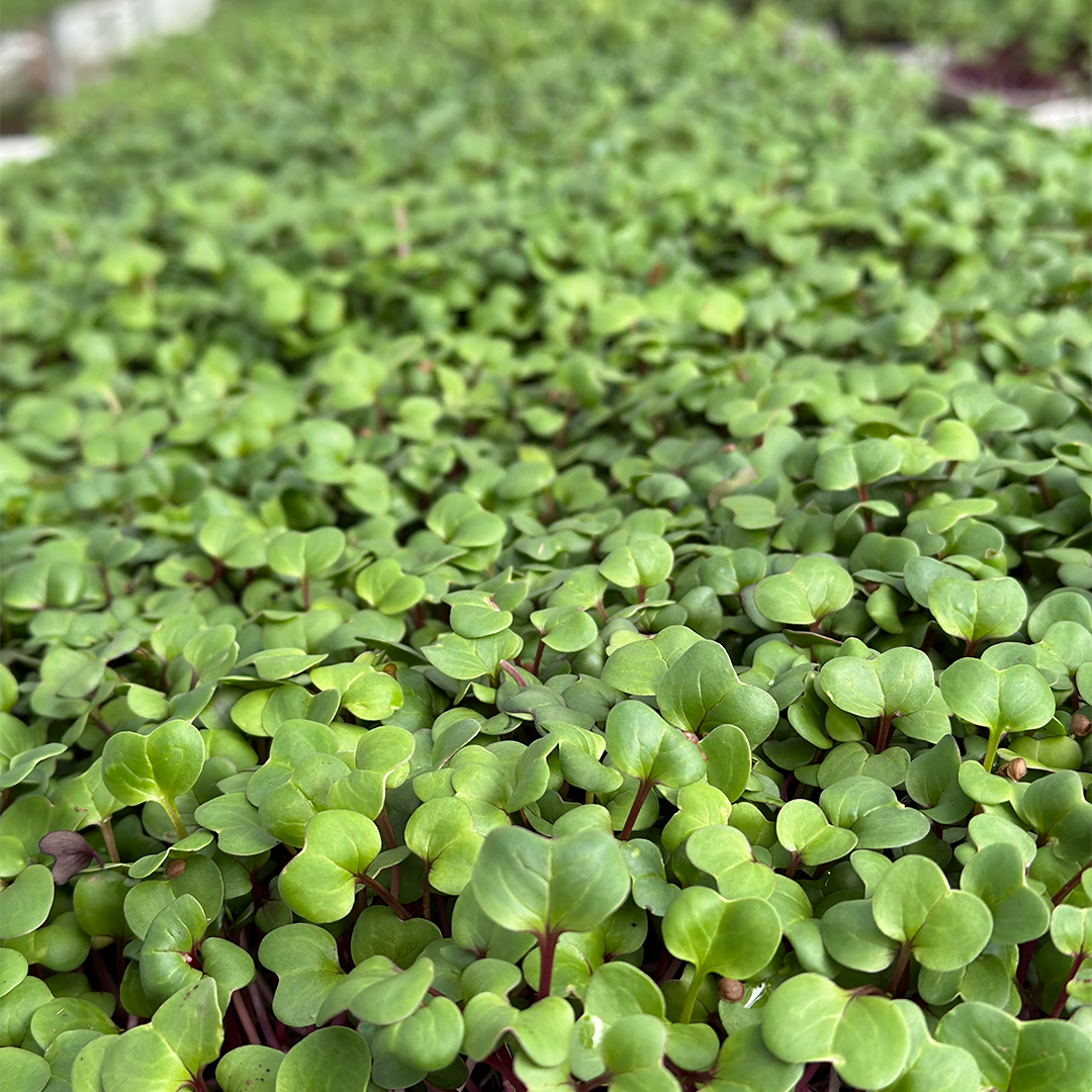 Brotes de Rábano (30g)