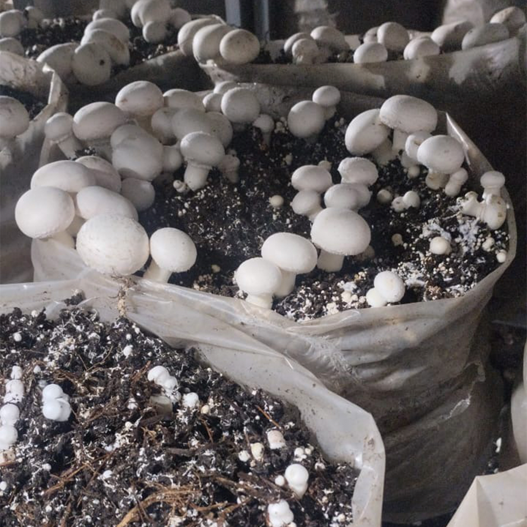Champiñones Blancos (500g)