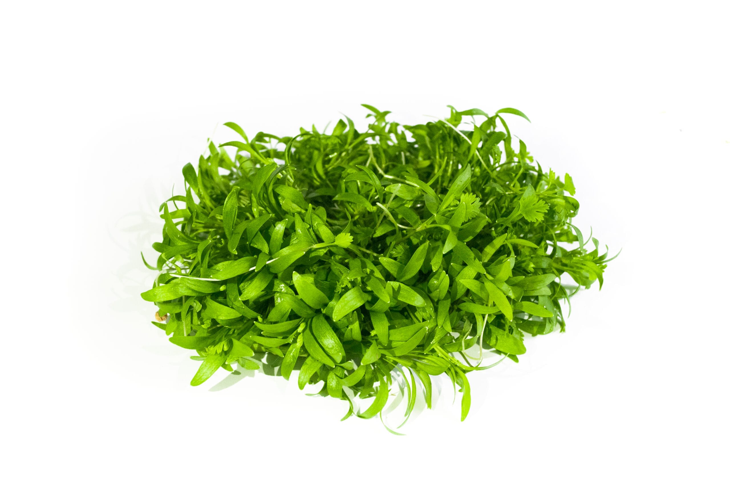 Brotes de Cilantro (30g)