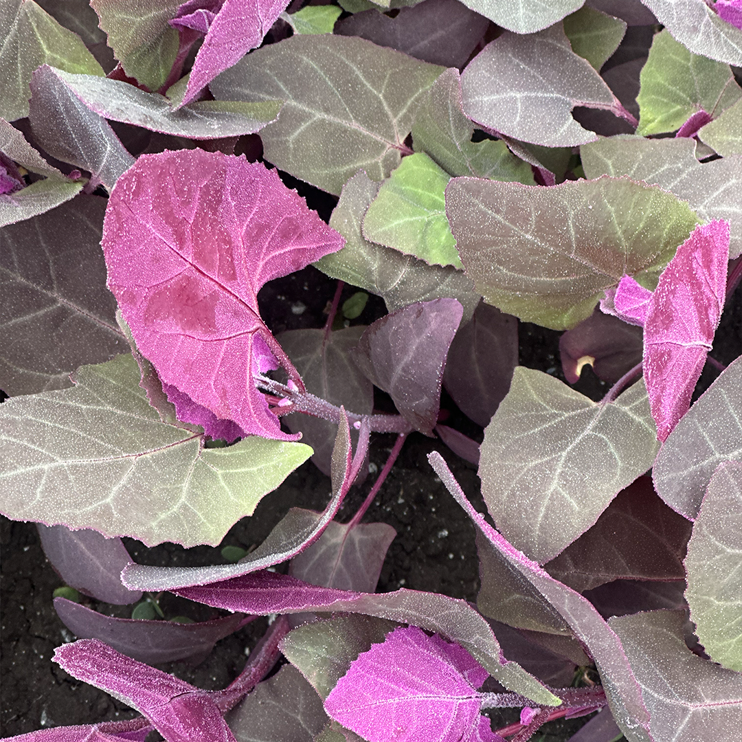 Espinaca Baby Colores x 100g