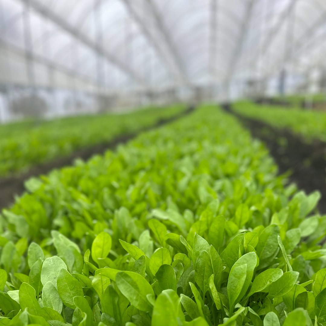 Espinaca Baby (100g)