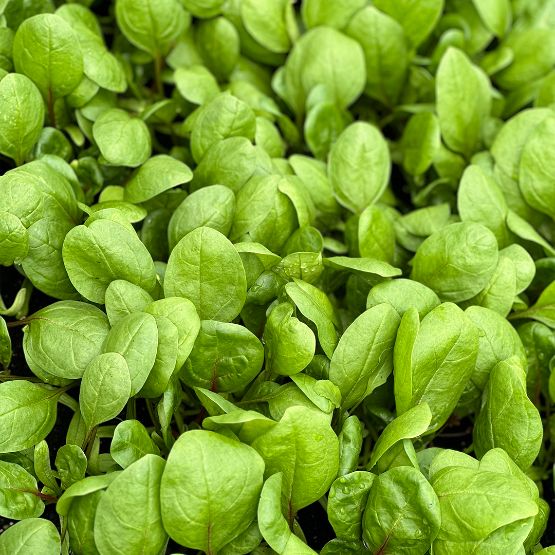 Espinaca Baby (100g)