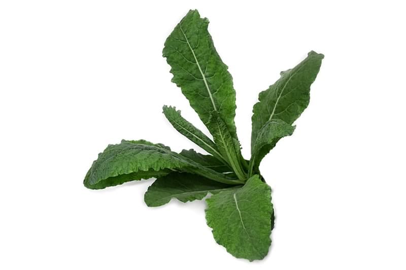 Kale Toscano Hidropónico (160g)
