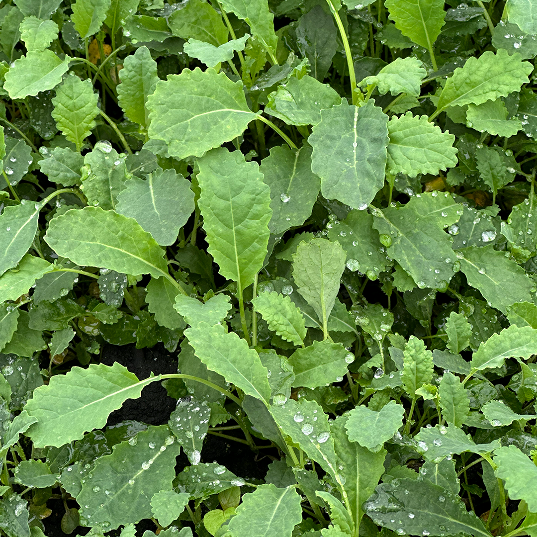 Kale Baby (100g)