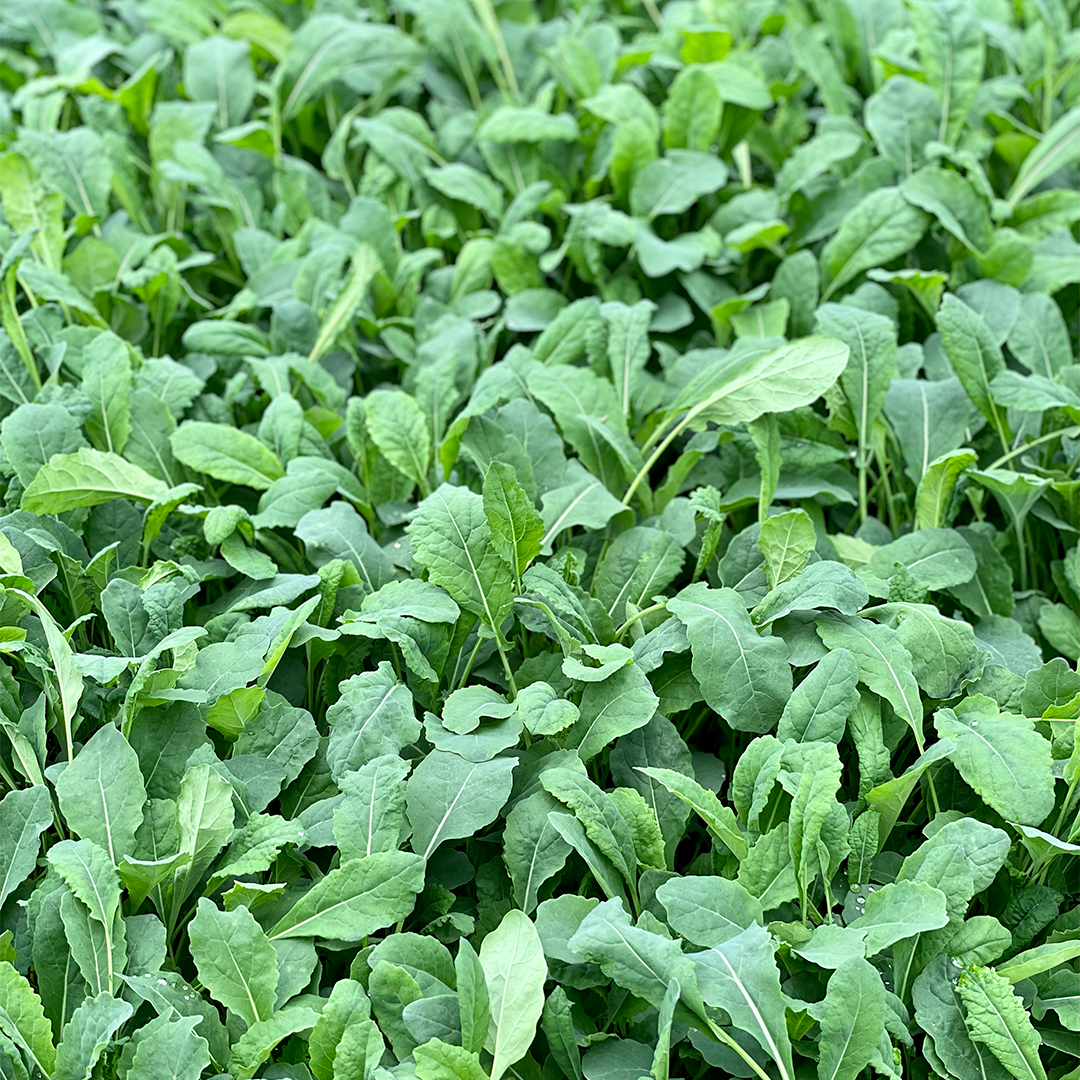 Kale Baby (100g)