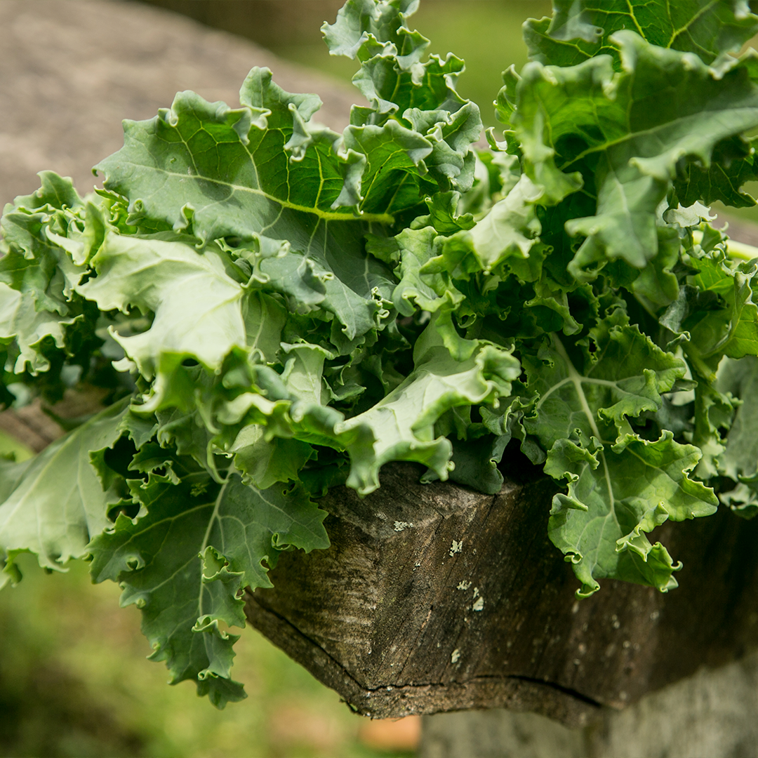 Kale Rizado Hidropónico (160g)