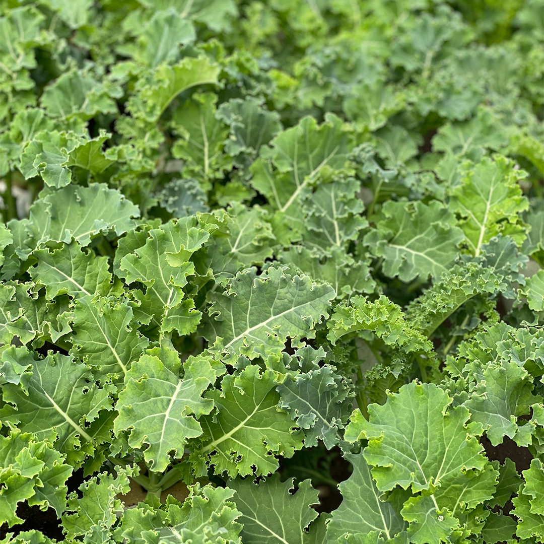 Kale Rizado Hidropónico (160g)