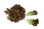 Lechuga Morada Crespa Hidropónica (200g)