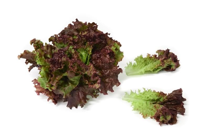 Lechuga Morada Crespa Hidropónica (200g)