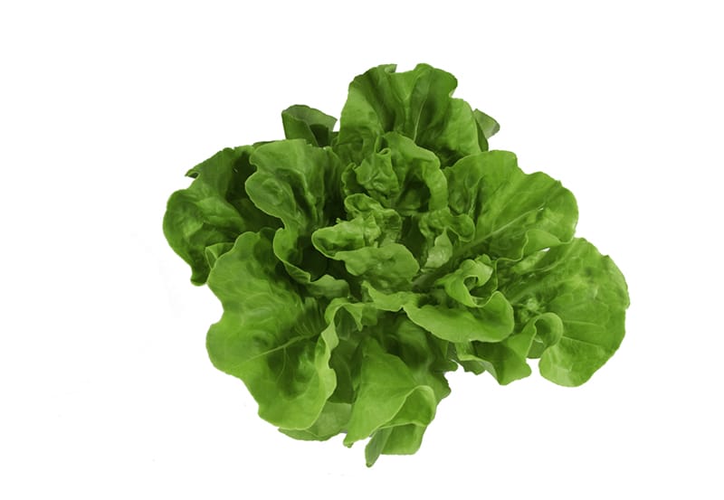 Lechuga Verde Lisa  Hidropónica (180g)