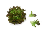 Lechuga Salanova Morada Hidropónica (140g)