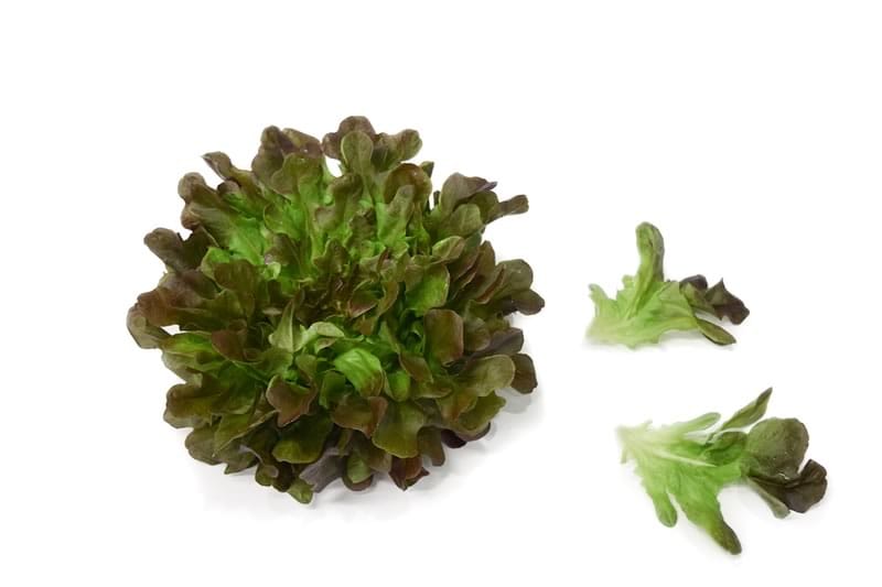 Lechuga Salanova Morada Hidropónica (140g)