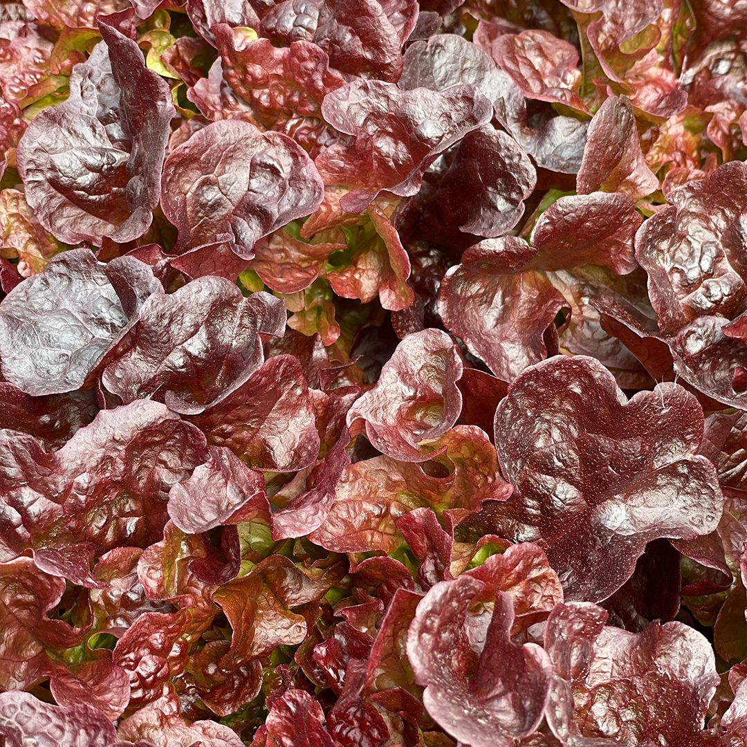 Lechuga Roble Morada Hidropónica (140g)