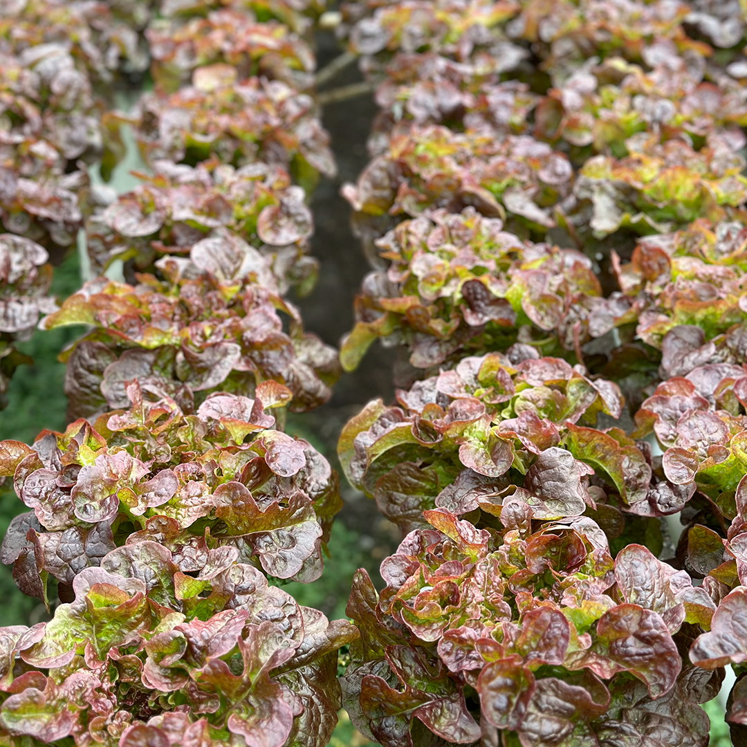 Lechuga Roble Morada Hidropónica (140g)
