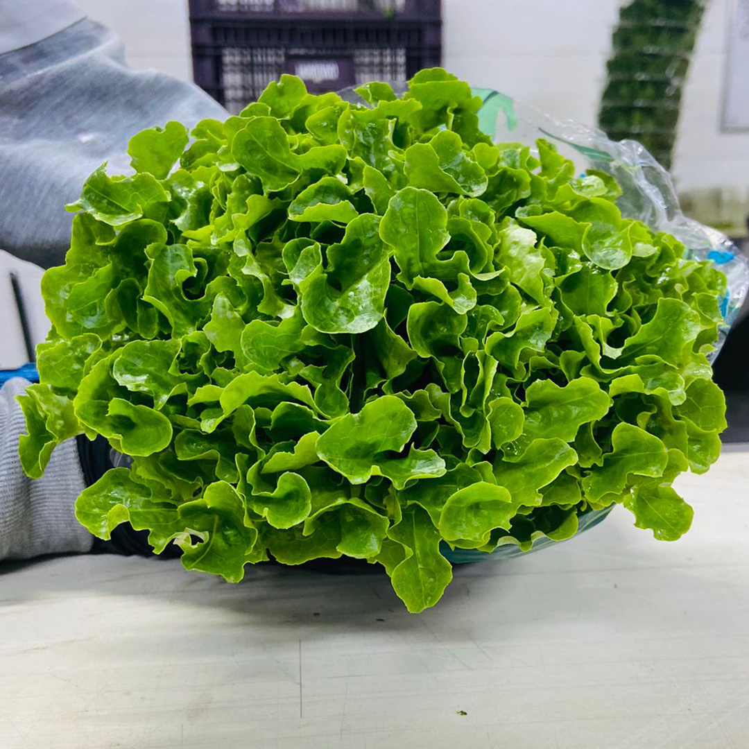 Lechuga Roble Verde Hidropónica (140g)