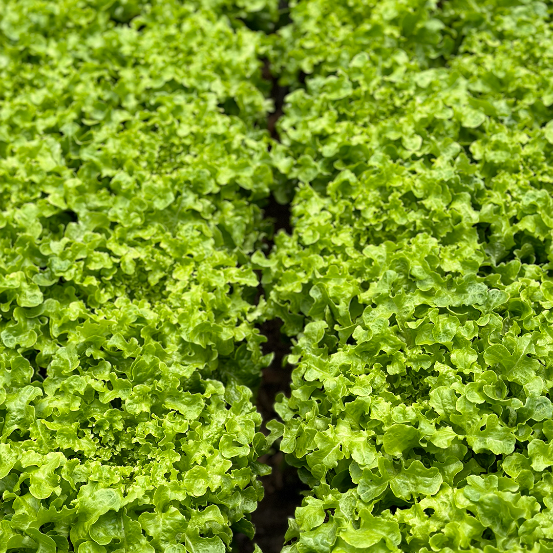 Lechuga Roble Verde Hidropónica (140g)