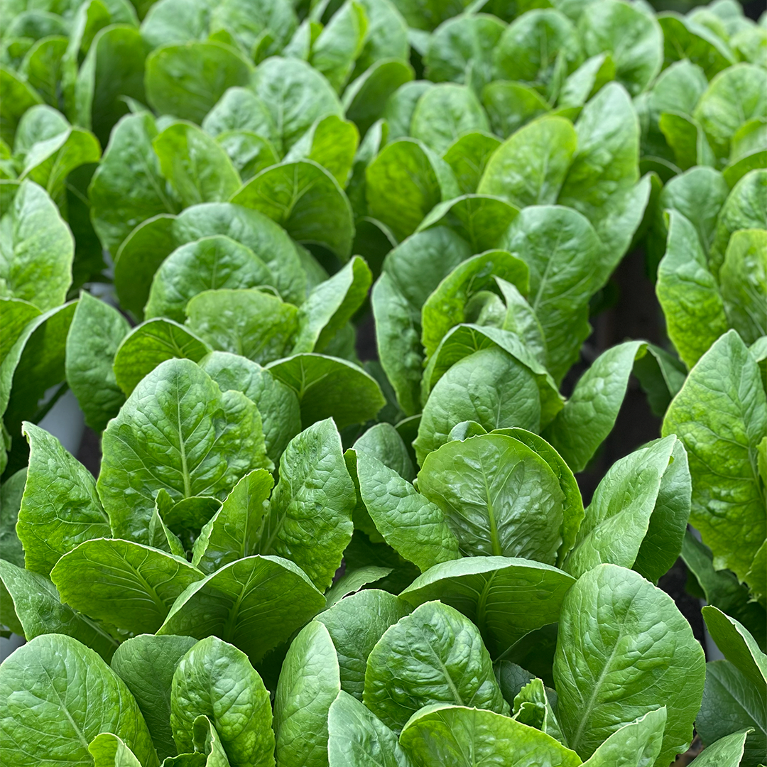 Lechuga Romana Verde  Hidropónica (220g)