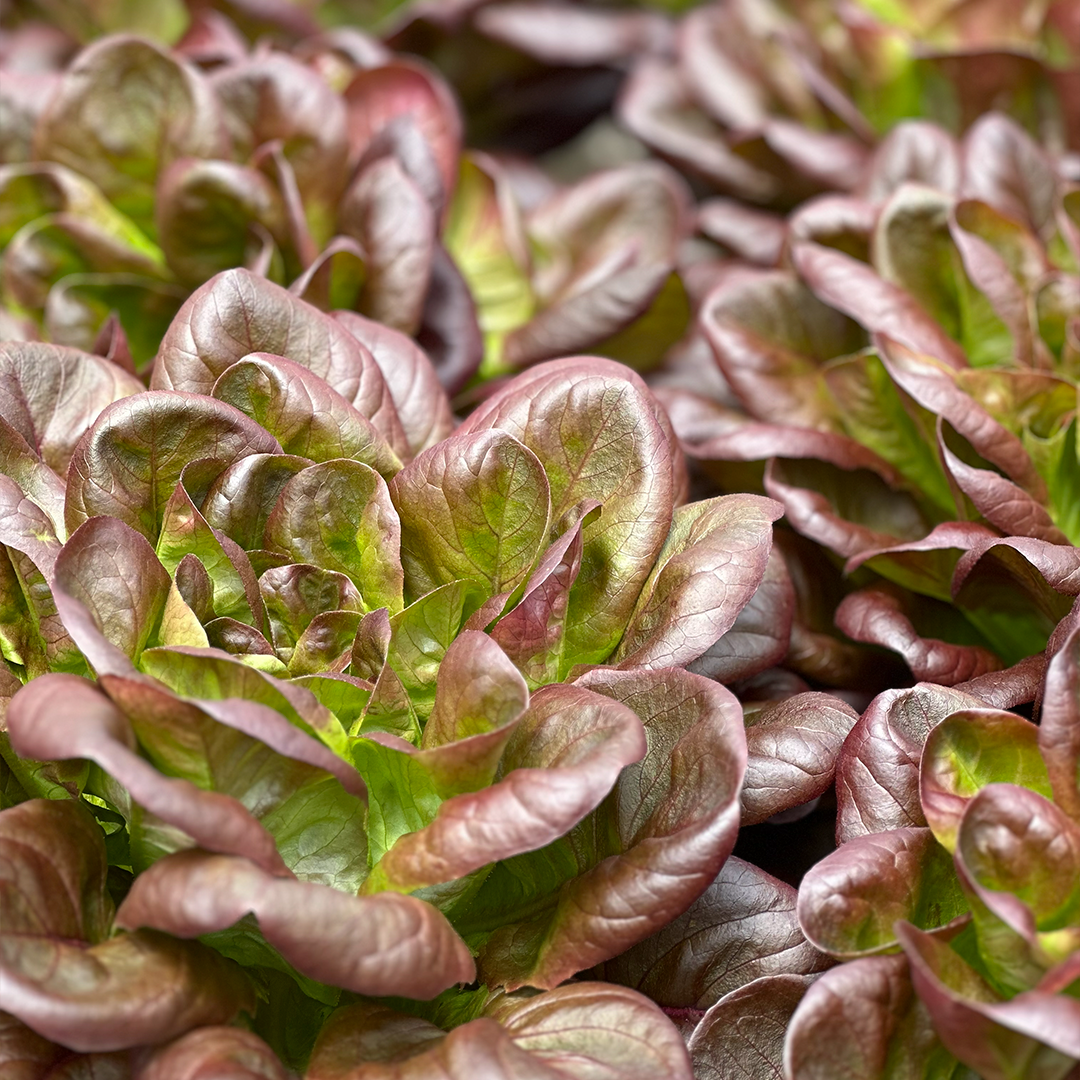 Lechuga Salanova Morada Hidropónica (140g)
