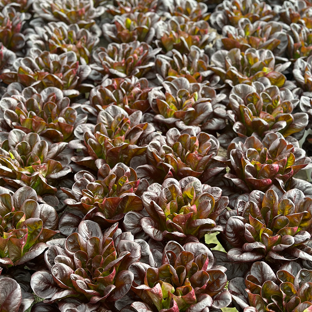 Lechuga Salanova Morada Hidropónica (140g)