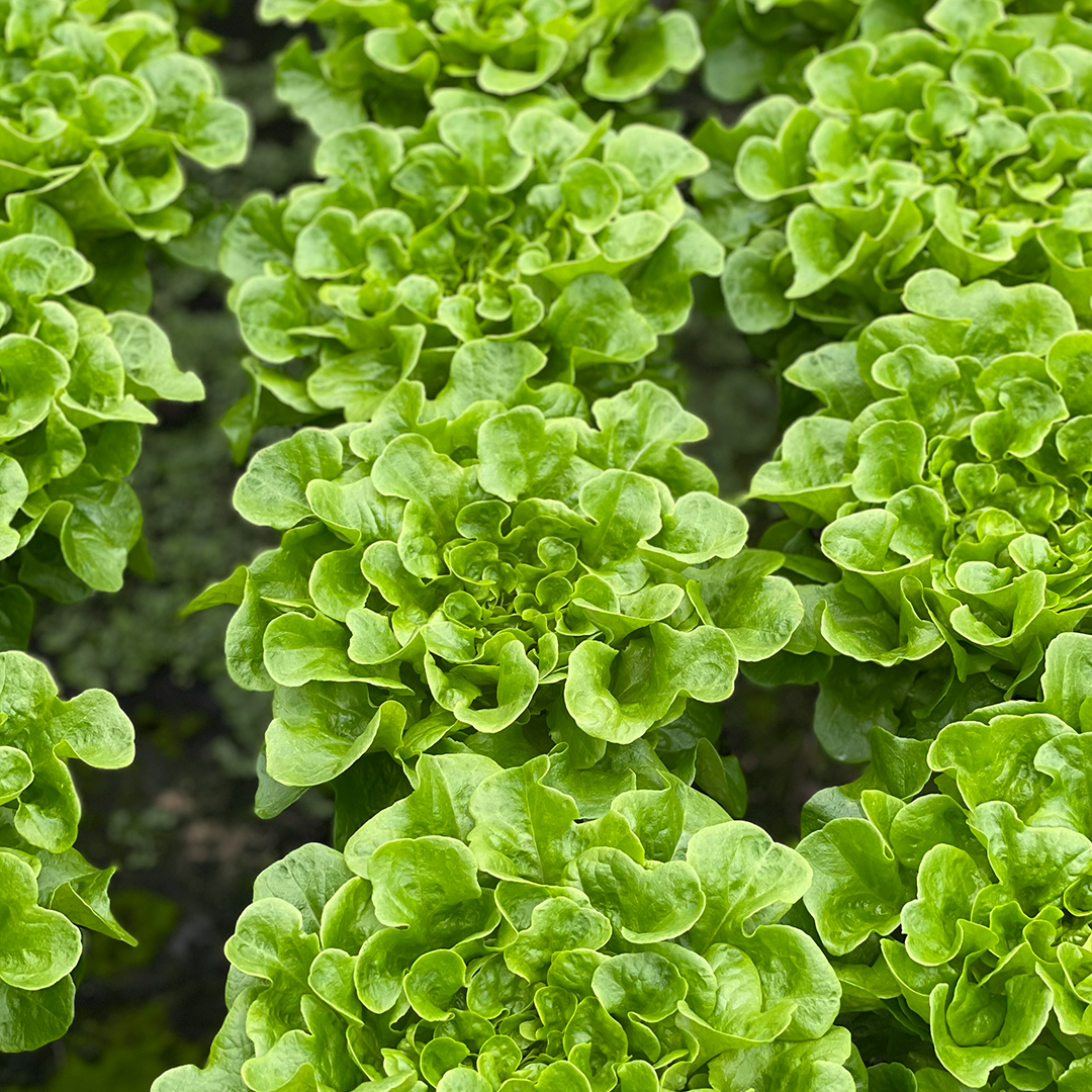 Lechuga Salanova Verde Hidropónica (140g)