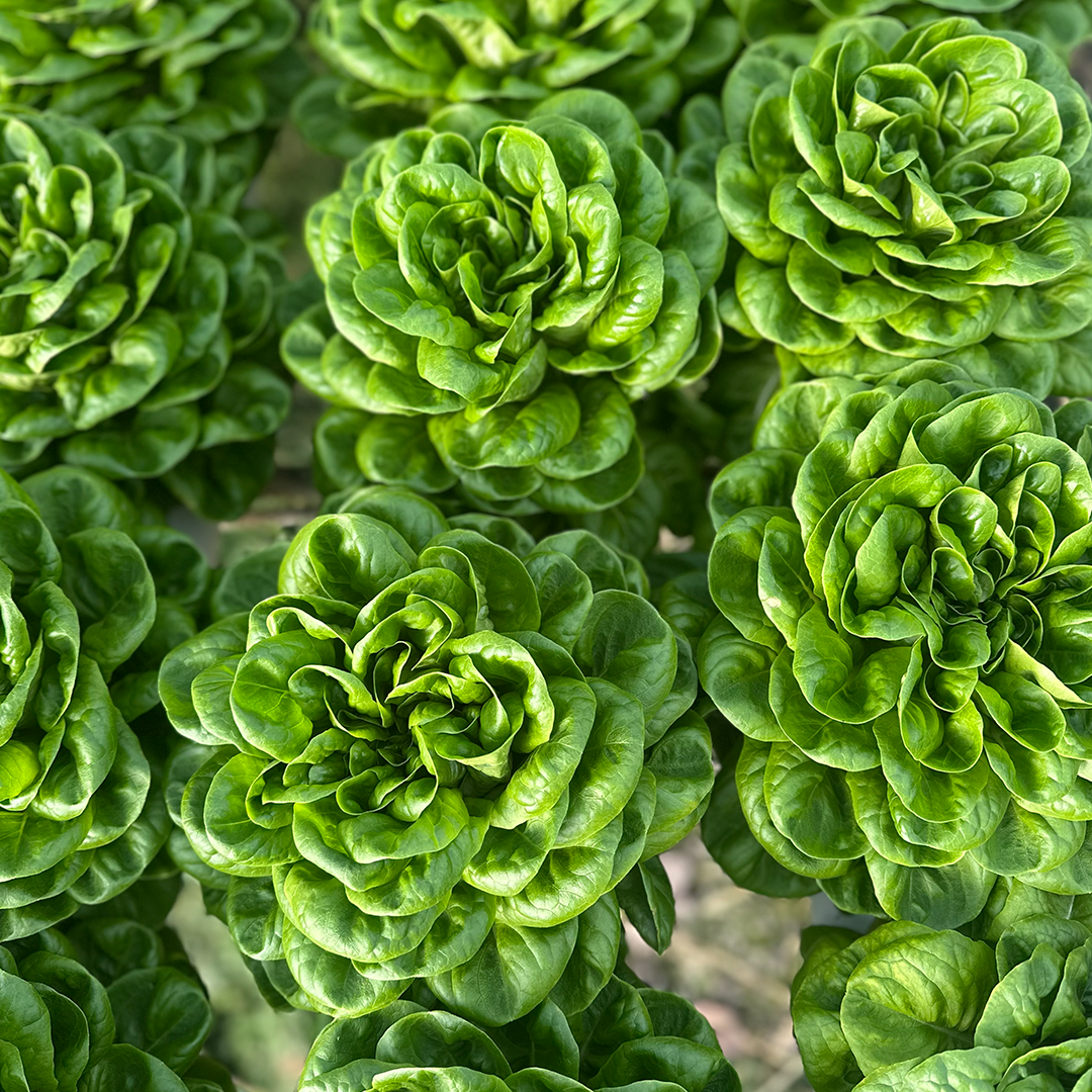 Lechuga Salanova Verde Hidropónica (140g)