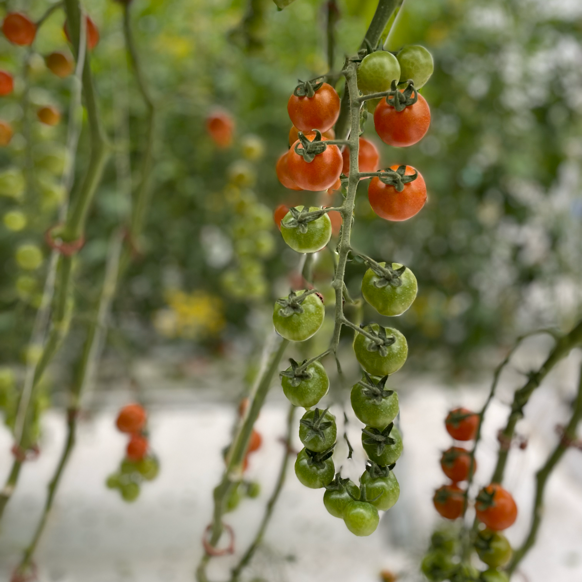 Mini Tomates Rojos (500g)