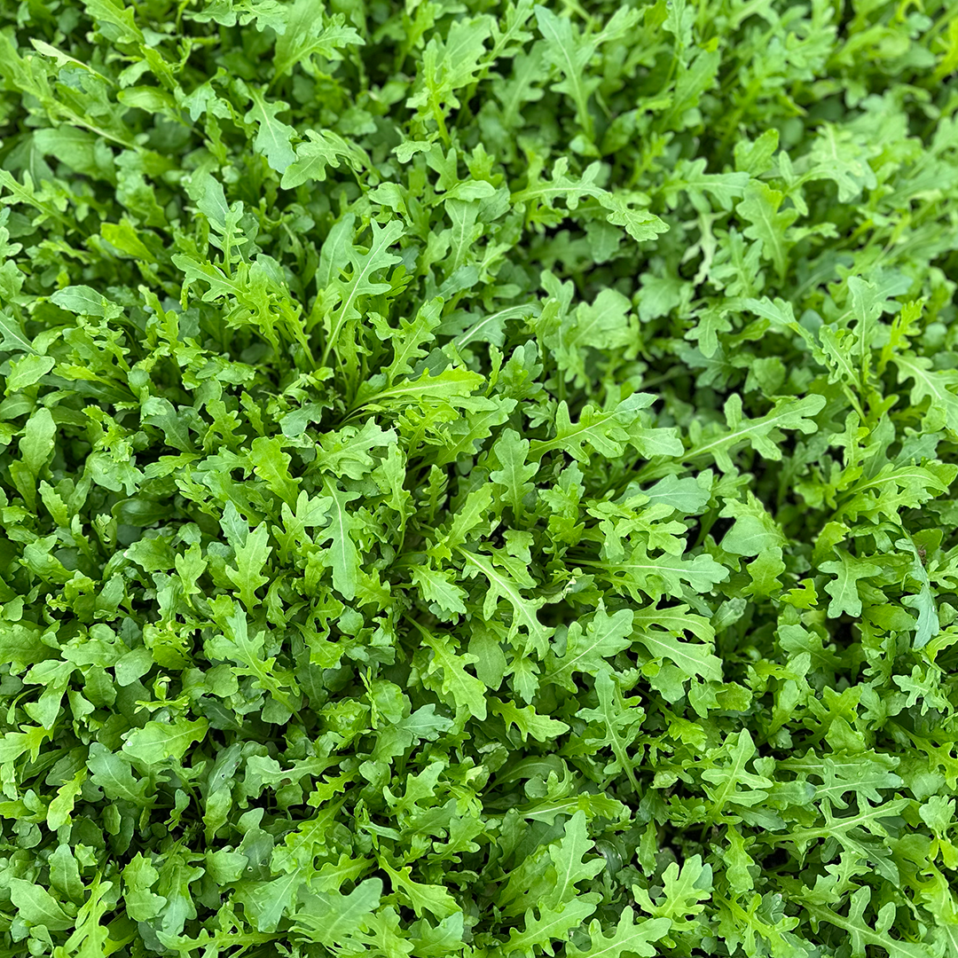 Rúgula Baby (100g)