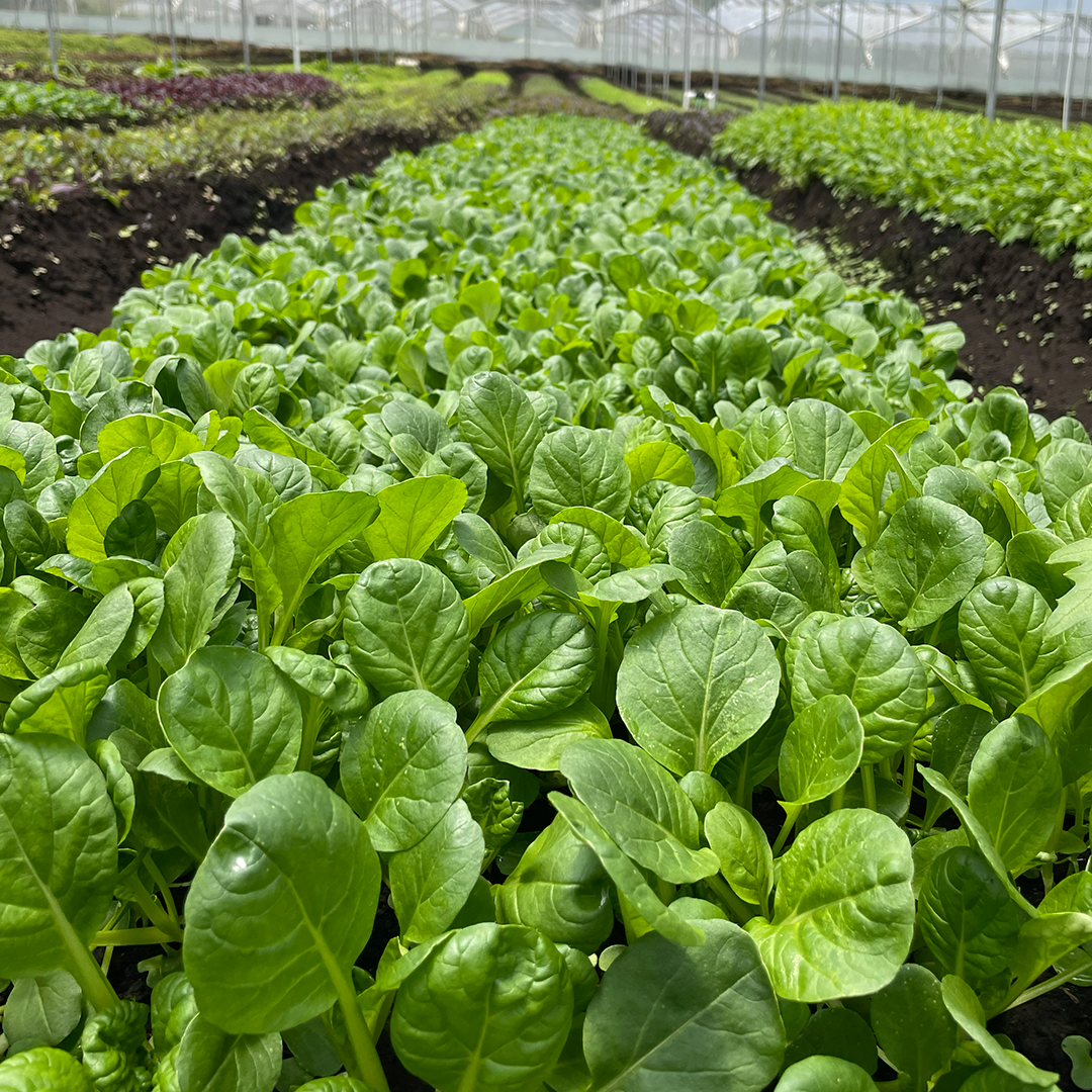 Tatsoi Baby (100g)
