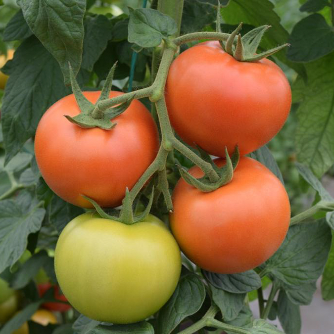 Tomate Chonto Maduro ( Perfecto para SOPAS y SALSAS) (6 uds)