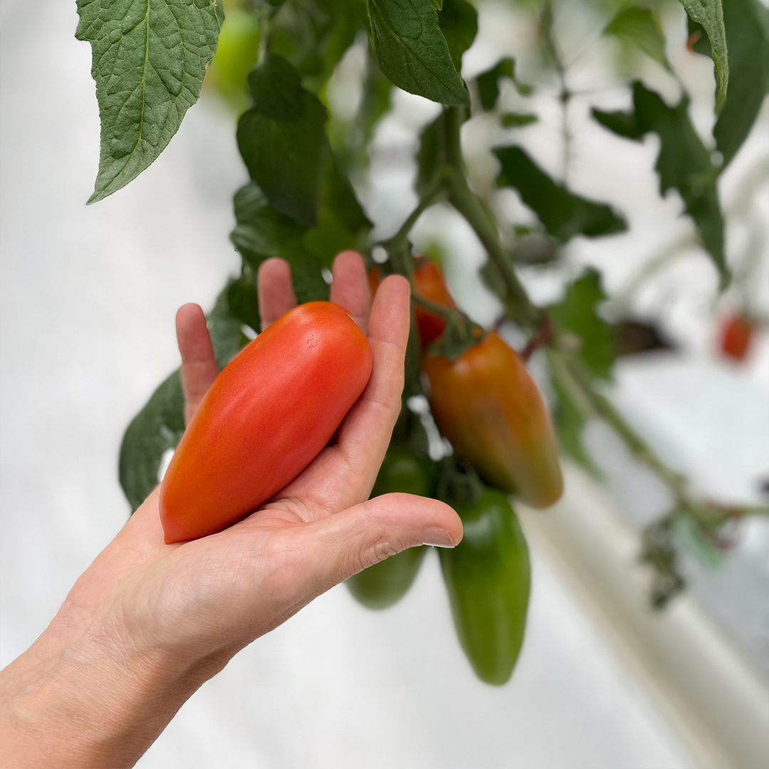 Tomate San Marzano (6 uds)