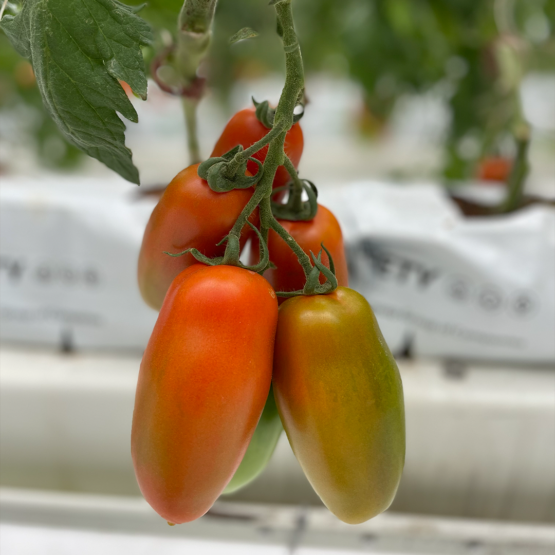 Tomate San Marzano (6 uds)