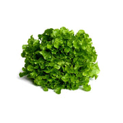 Lechuga Roble Verde Hidropónica (140g)