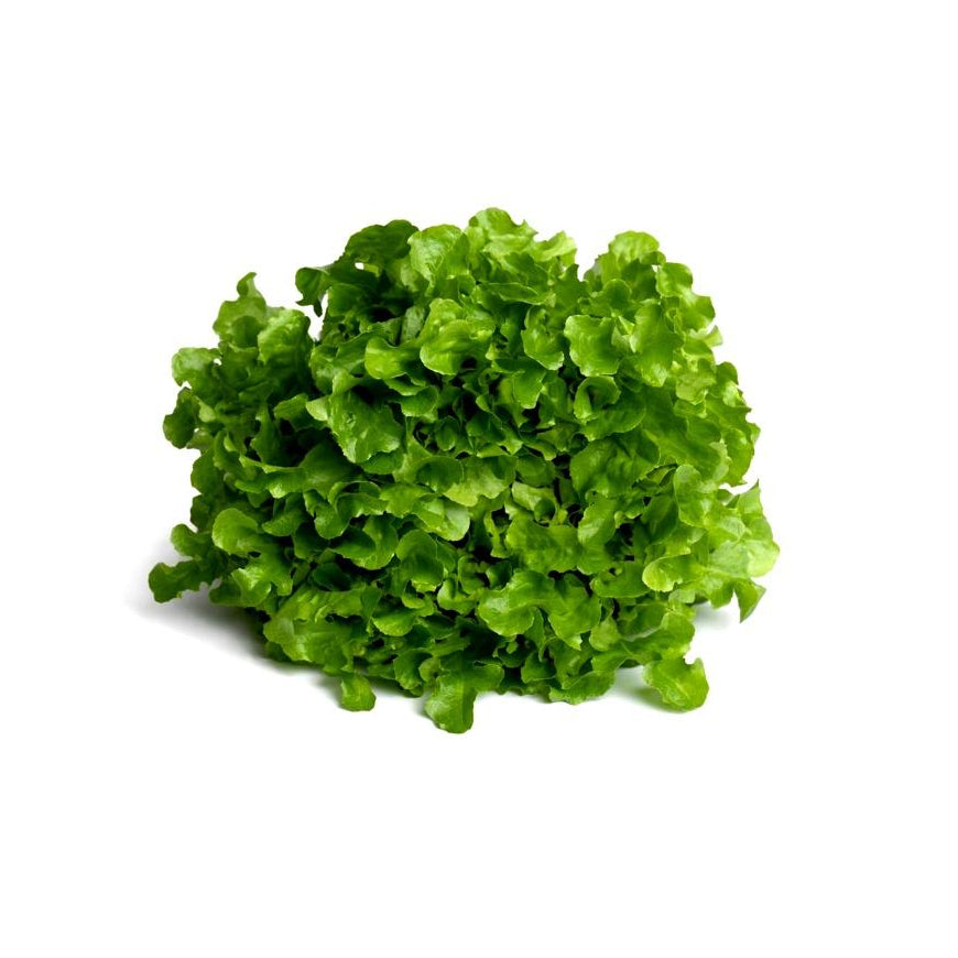 Lechuga Roble Verde Hidropónica (140g)