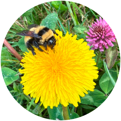 Cosechas limpias, sin pesticidas