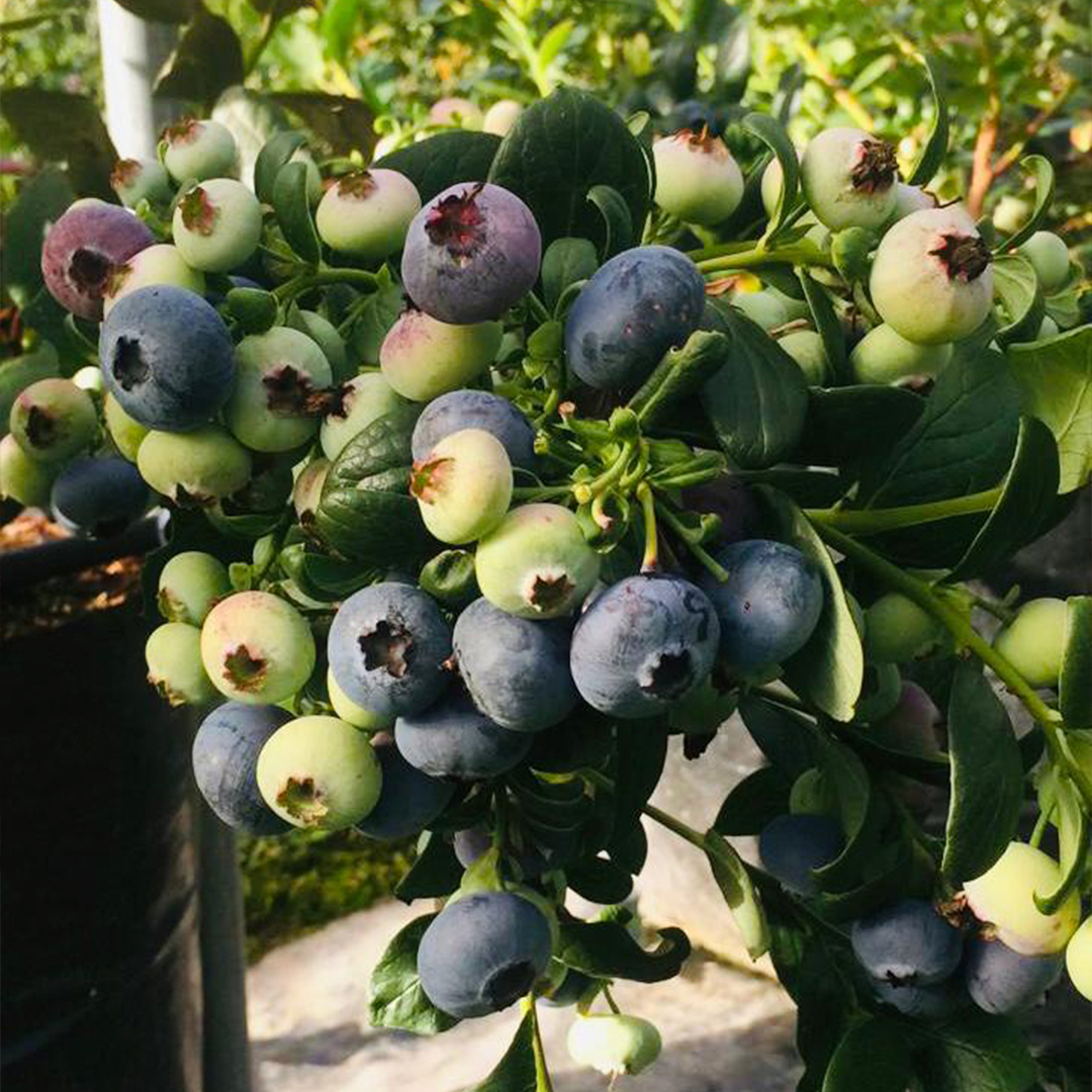 Arándanos (125g)