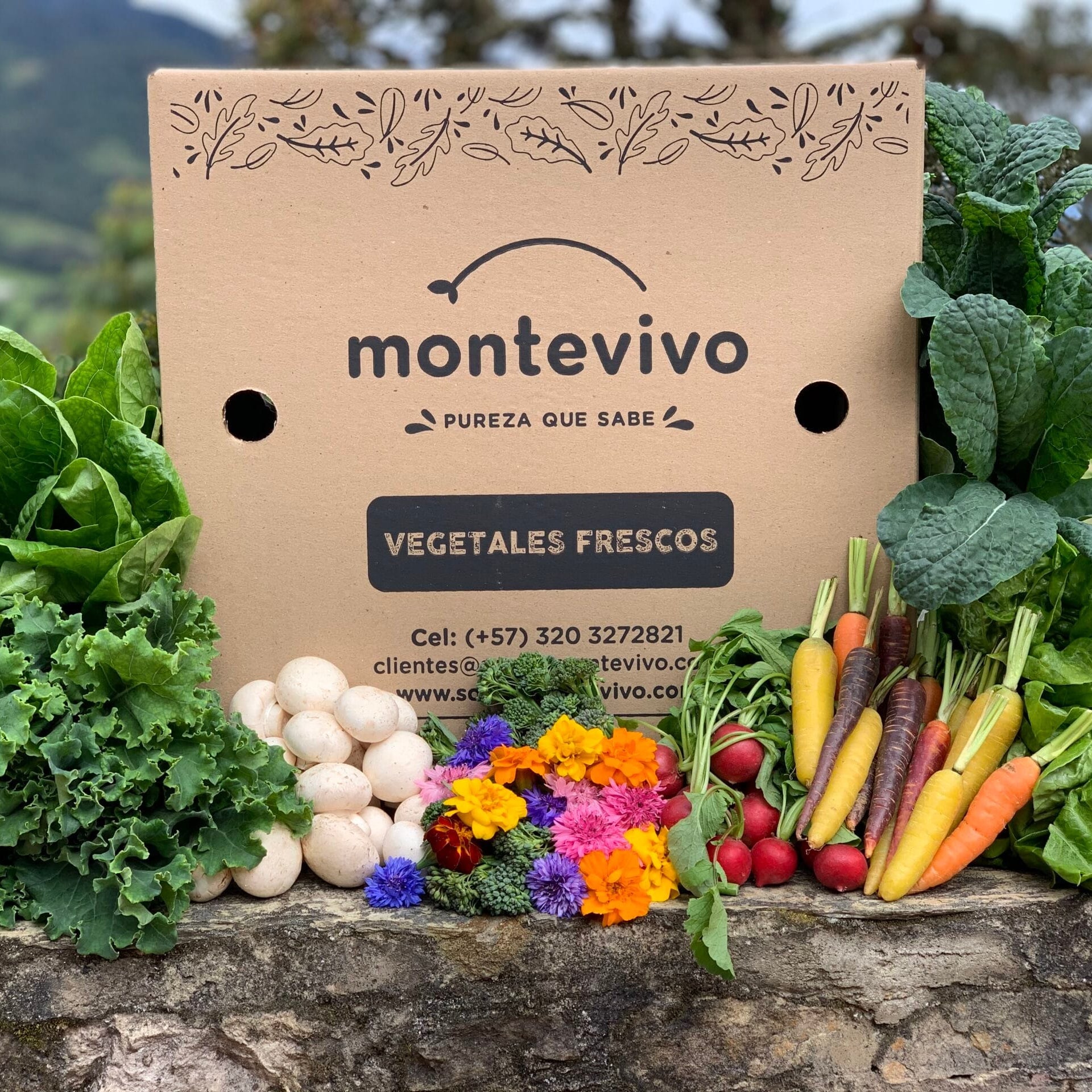 4 Cajas Montevivo al Mes