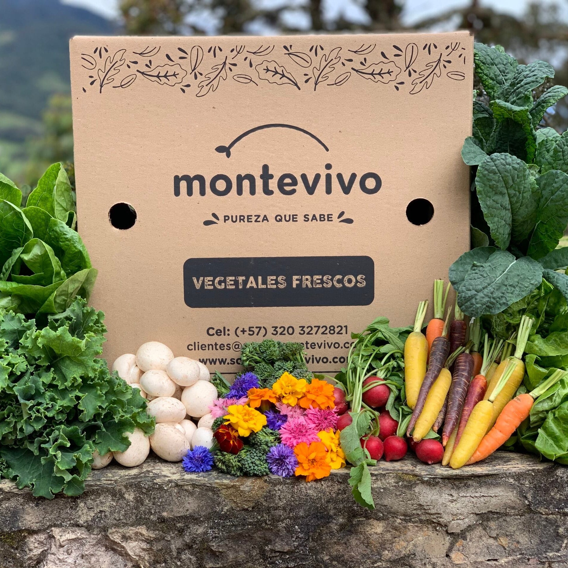 2 Cajas Montevivo al Mes