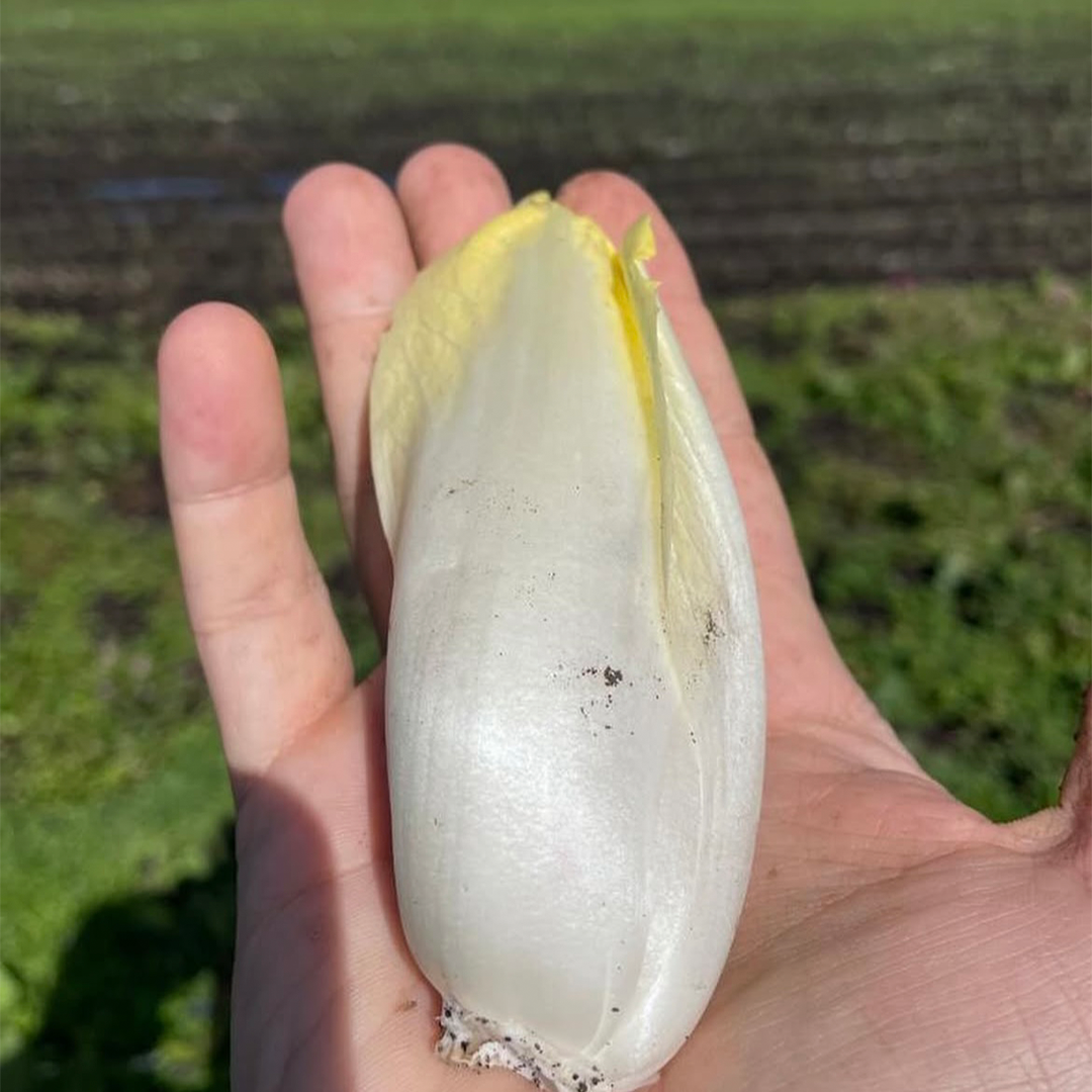 Endivias (250g)
