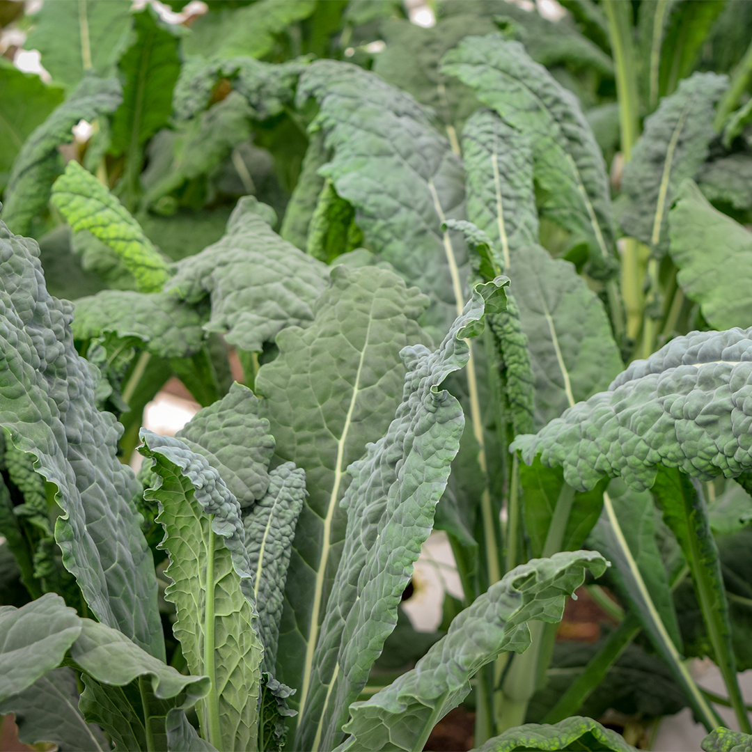 Kale Toscano Hidropónico (160g)