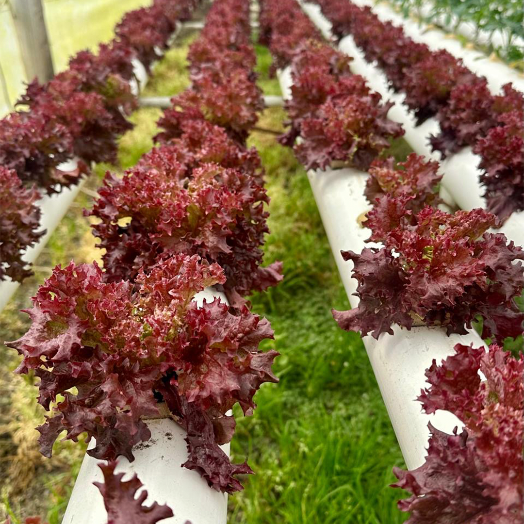 Lechuga Morada Crespa Hidropónica (200g)