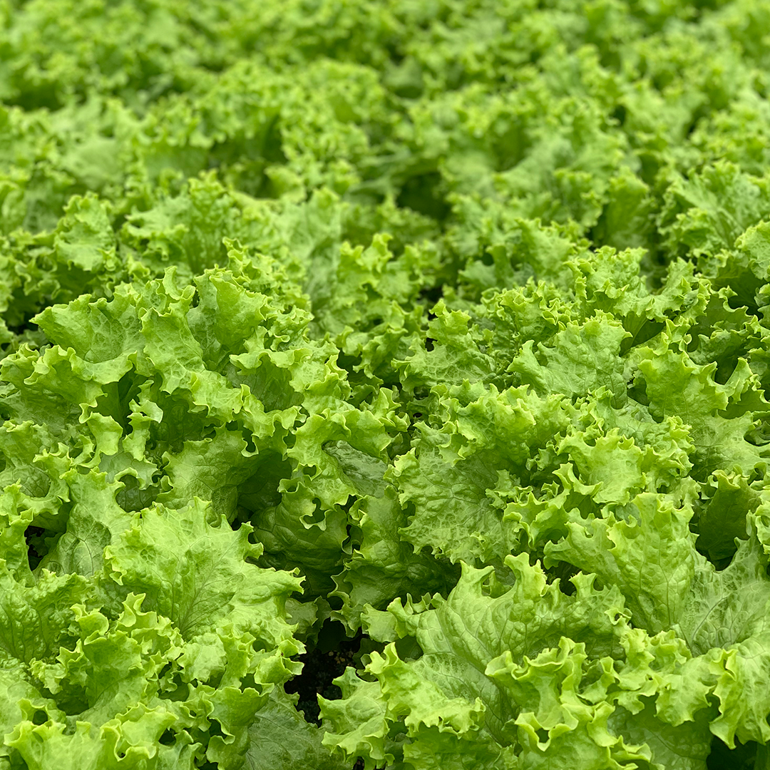 Lechuga Verde Crespa Hidropónica (200g)